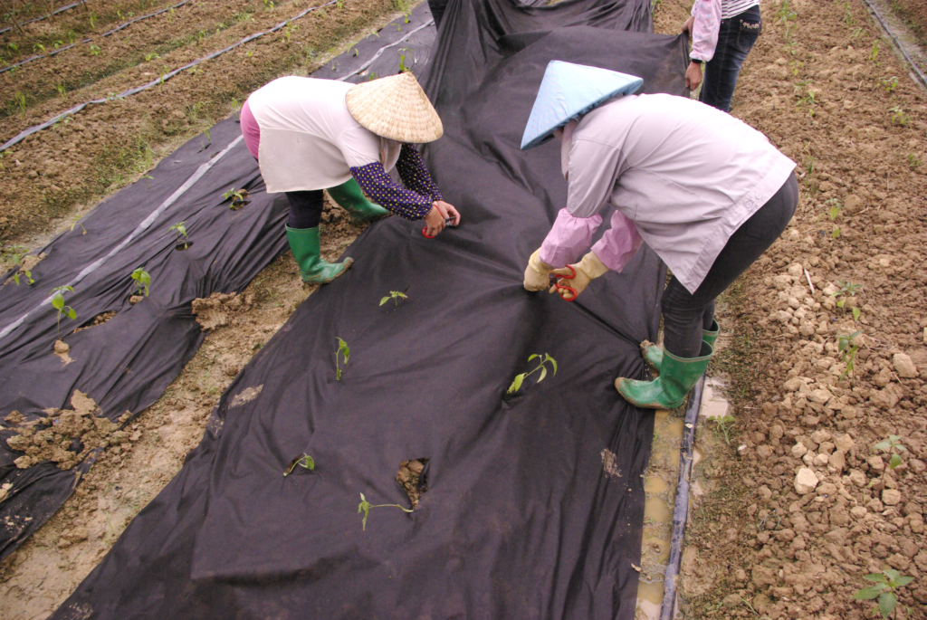 Non-woven fabrics have a wide range of applications, encompassing surgical masks, furniture, mattresses, sofas, packaging, automotive seat insulation layers, geotextiles for road construction, wet wipes, agricultural ground cover films, and biodegradable bags. The black biodegradable non-woven fabric shown in the image represents just one of these agricultural applications.