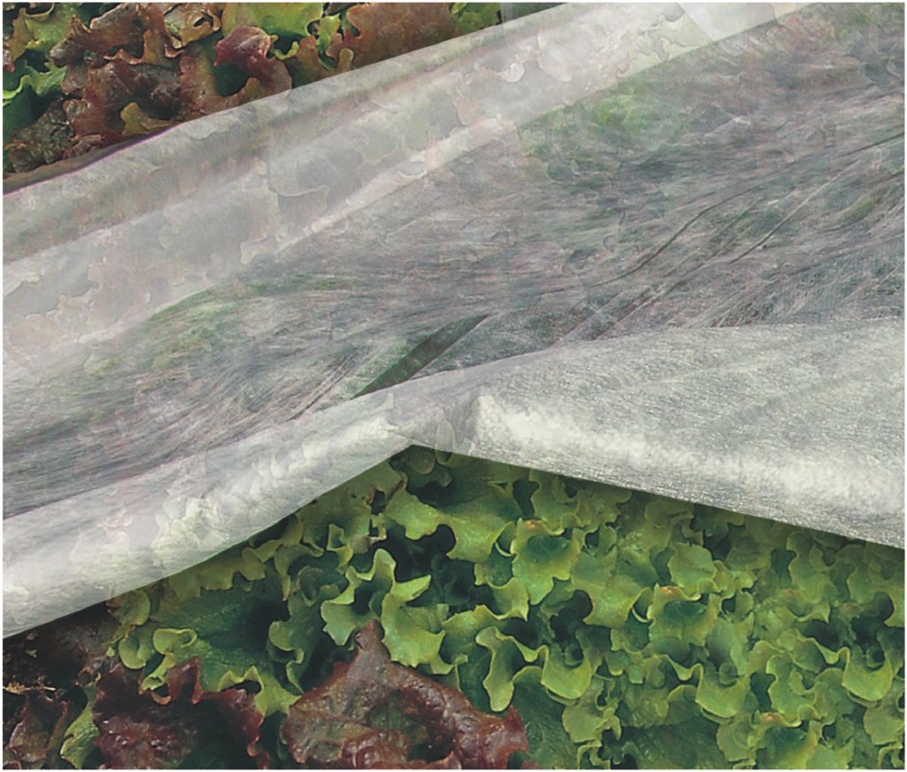 Lightweight white spunbond nonwoven fabric floating row cover protecting vegetable seedlings in Middle Eastern sandy soil greenhouse.