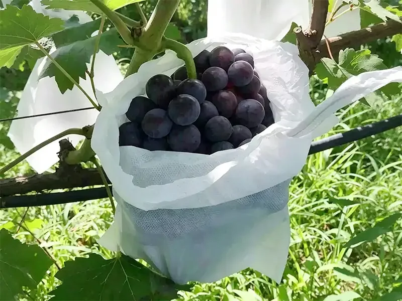 Takewind non woven grape fruit protection bag hanging on grape vine, agricultural fruit cover bag