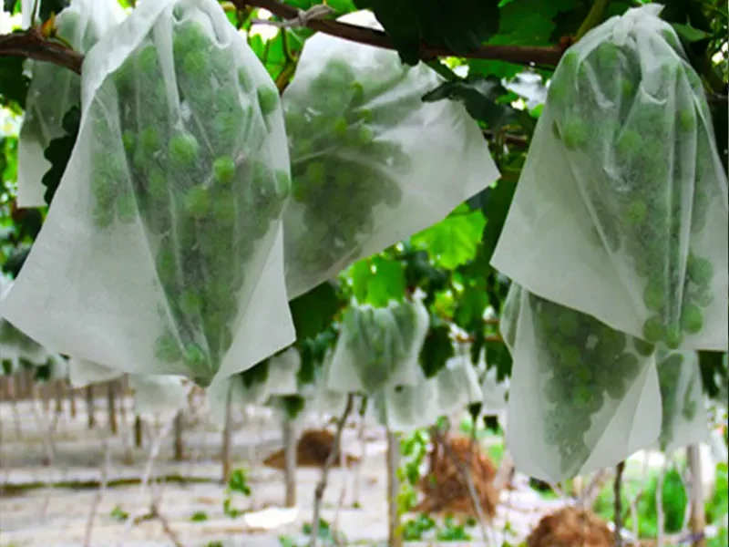 Takewind breathable non woven grape fruit bags for pest control, bird proof and fruit quality improvement