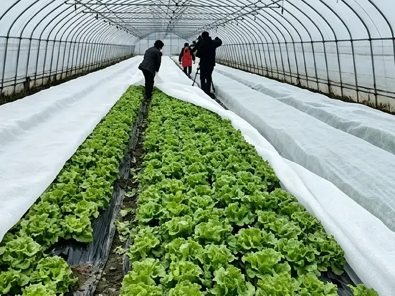 Takewind white thermal non woven frost cover cloth for greenhouse lettuce and seedling vegetable preservation