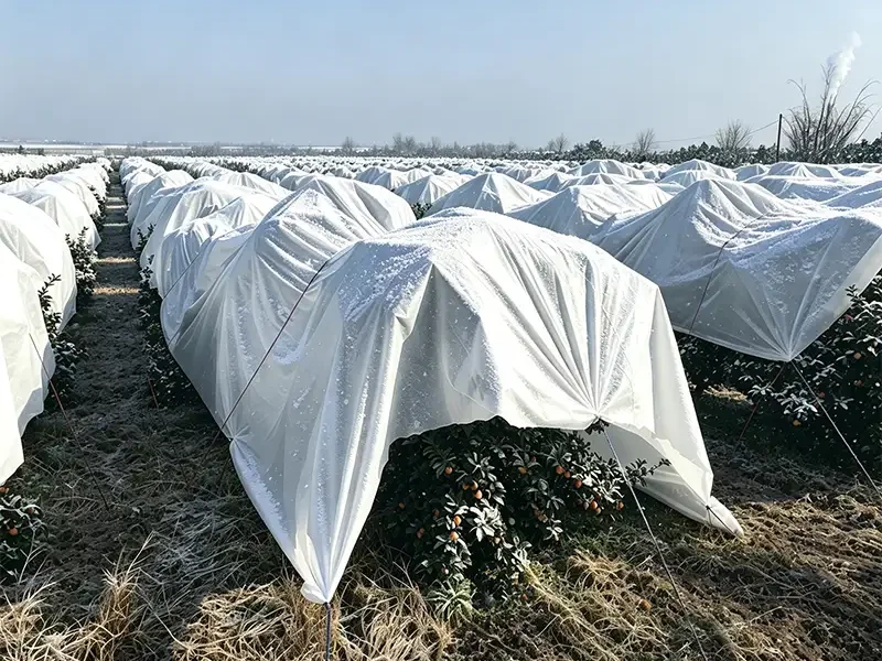 Takewind breathable white frost protection non woven fabric covering citrus trees against winter freeze damage